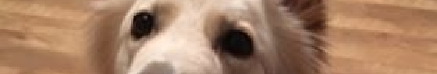 Fawn Dog 1-2-1 Dog Training